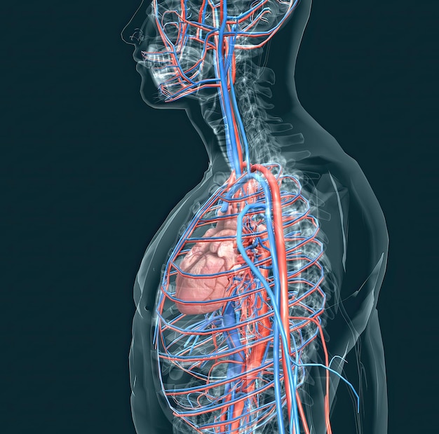 The circulatory system consists of blood vessels that carry blood to the heart