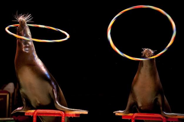 Фото Цирковой тюлень во время игры на черном фоне