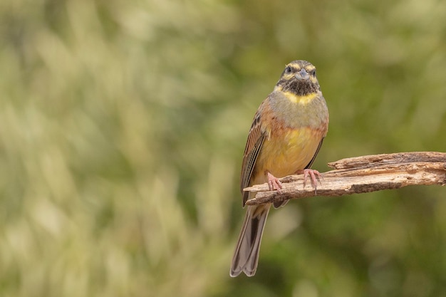 Cirkelgors (Emberiza cirlus) Malaga, Spanje