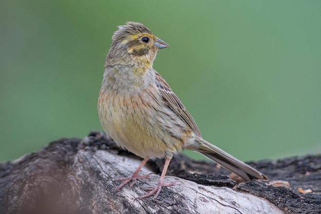 Cirkelgors Emberiza cirlus Malaga Spanje