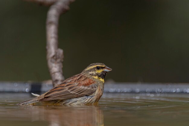 Cirl bunting Emberiza cirlus Malaga Spain