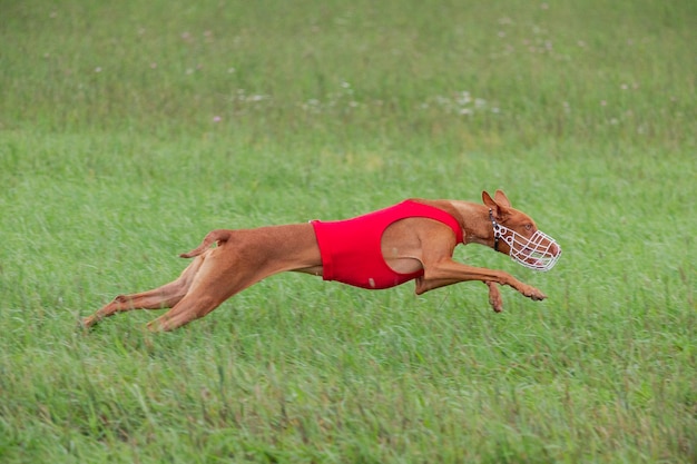 Cirneco dell etna running full speed at lure coursing