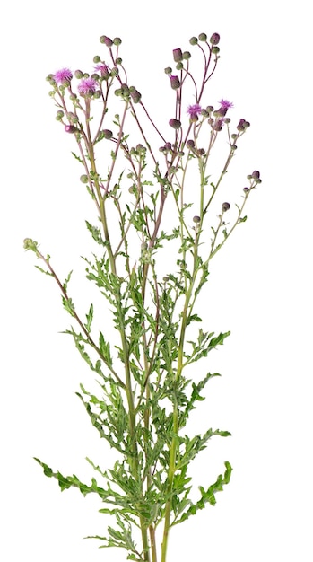 Cirsium arvense struik met bloemen geïsoleerd op een witte achtergrond Kruidengeneeskunde Clipping path