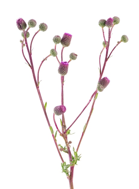 Cirsium arvense struik met bloemen geïsoleerd op een witte achtergrond Kruidengeneeskunde Clipping path