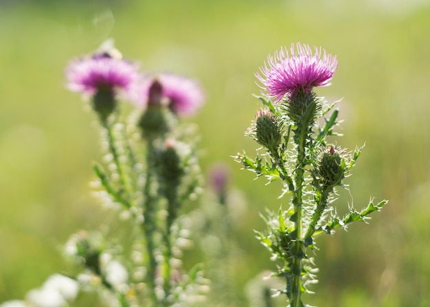 Cirsium vulgare sphere thistle bull thistle