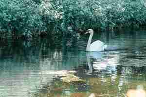 Photo cisne nadando sobre un lago en el campo