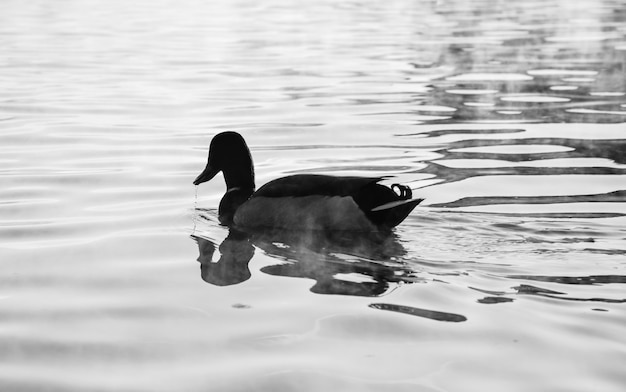 Cisne negro sobre un lago en budapest