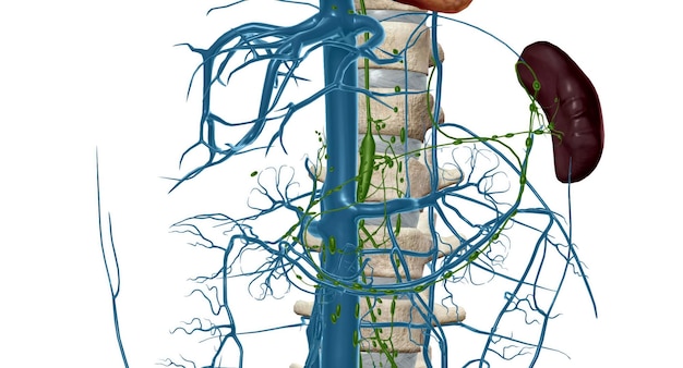 Photo cisterna chyli is a large midline lymphatic collecting structure located below the aortic cavity of the diaphragm