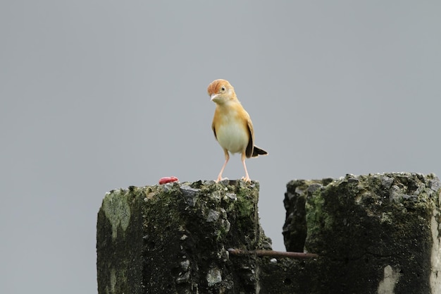 Cisticola bird on the rock looking insects to eat