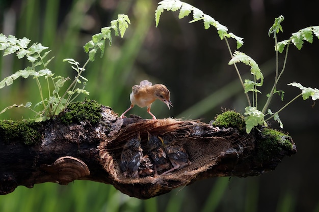 Cisticola exilis 새 새장에서 병아리에게 먹이를 주는 아기 Cisticola exilis 새가 어미의 먹이를 기다리고 있습니다. Cisticola exilis 새 나뭇가지에