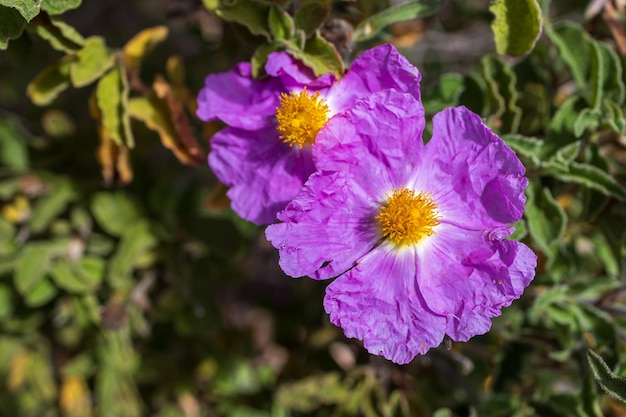 Photo cistus creticus is a species of shrubby plant in the family cistaceae