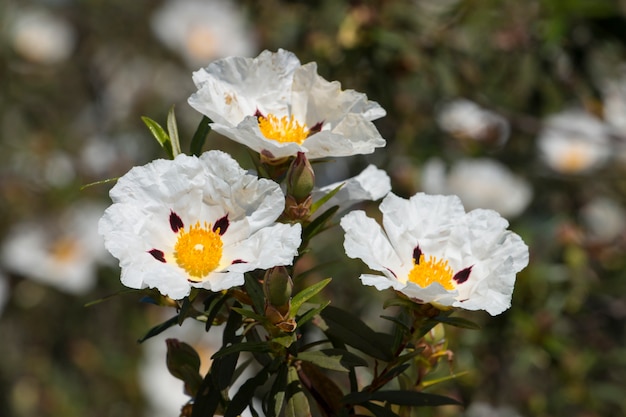 Cistus ladanifer flowers