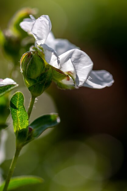 영국 정원에서 꽃이 피는 시스투스(Lucitanica Decumbens)