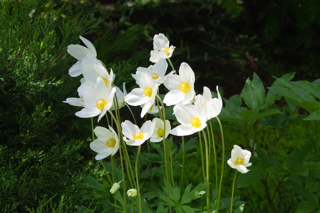 Cistusbloemen Witte veldbloemen Mooie bloemen in het veld