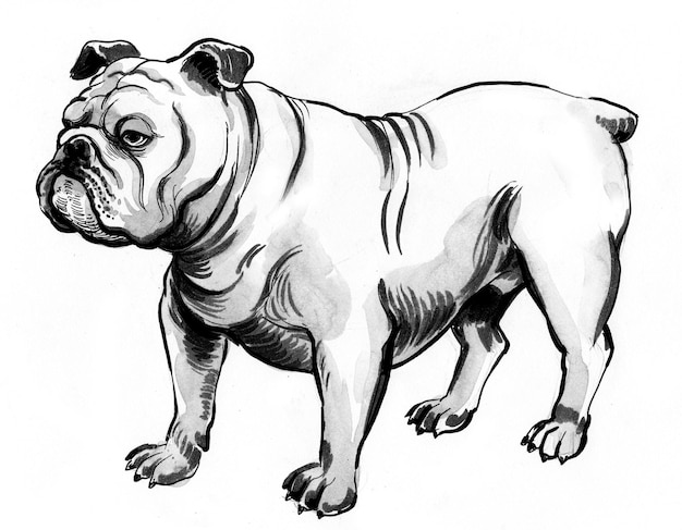 Cite bulldog. Ink black and white drawing