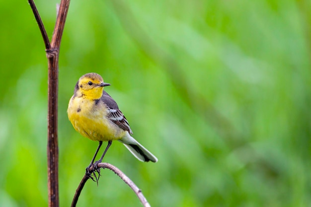 Citrien kwikstaart vogels van Centraal-Rusland