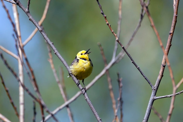 아름답고 쉬지 못하는 새 Citrine Wagtail...