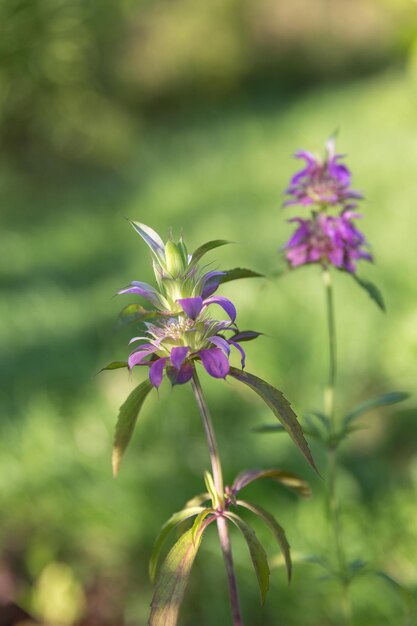 Citroen Beebalm, ook bekend als paardenmunt, citroenmunt, paarse paardenmunt, lat. Monarda citriodora.