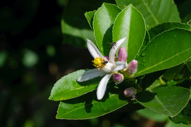 Citroen (Citrus limon) roze witte bloemen en groene bladeren