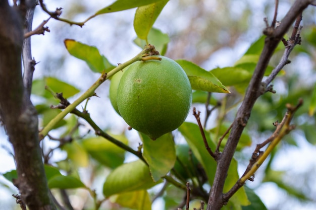 Citroen limoen citrus hangend aan een boom