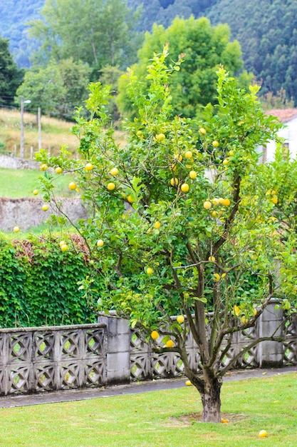 Citroenboom in lentetuin