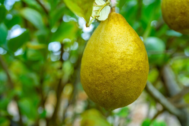 Citroenfruit op boom, citrusplant groeit in de tuin.