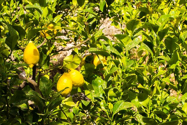 Citroenfruit op de boom, achtergrond. Biologische landbouw.