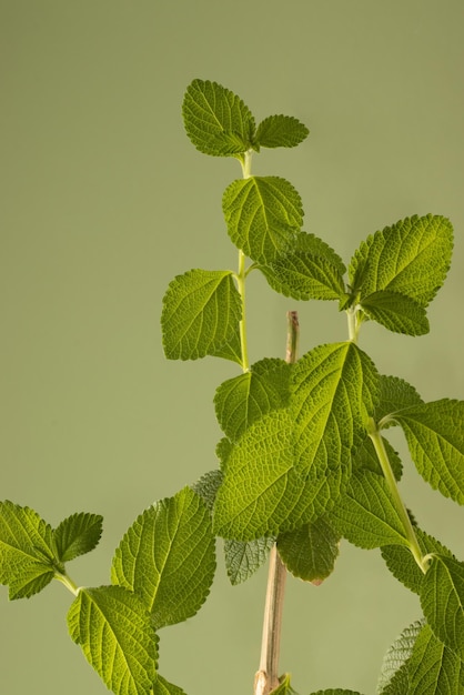 Citroenmelisse Melissa officinalis planten Selectieve focus