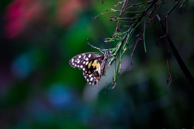 Citroenvlinder limoenzwaluwstaart en geruite zwaluwstaart Vlinder rustend op de bloemplanten