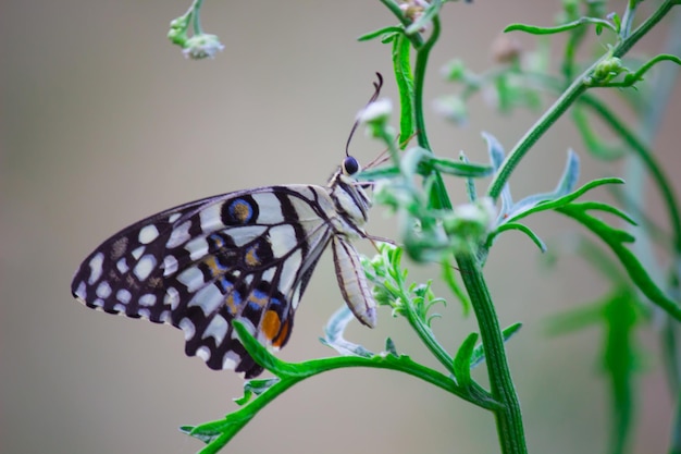 Citroenvlinder limoenzwaluwstaart en geruite zwaluwstaart Vlinder rustend op de bloemplanten