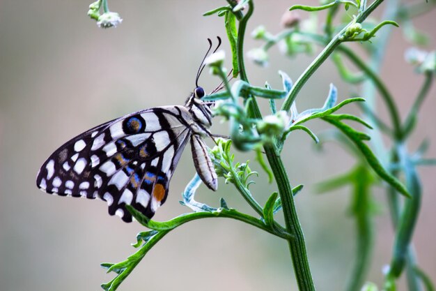 Citroenvlinder limoenzwaluwstaart en geruite zwaluwstaart Vlinder rustend op de bloemplanten