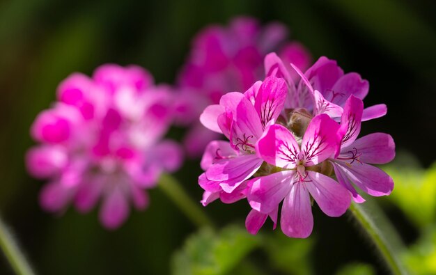 黒の背景にシトロネラ ゼラニウムの花