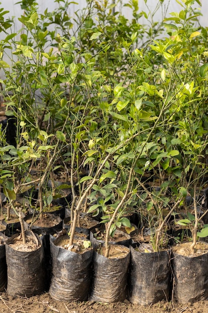 Citrous fruit plants in a gardening store