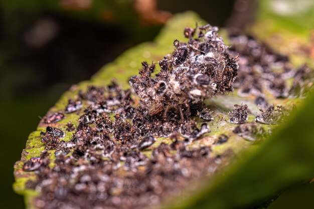 Photo citrus black fly insects