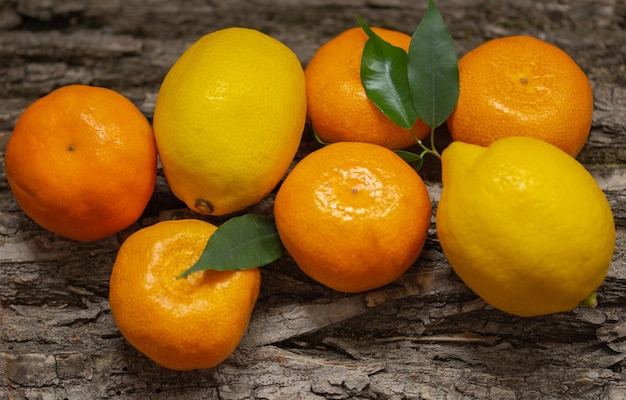 citrus fruits tangerines and lemons on tree bark