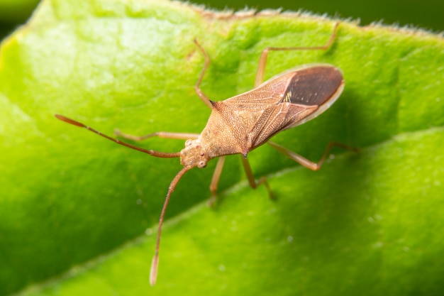 Citrus groen stinkt macrobug op planten