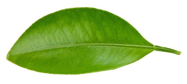 Citrus leaf isolated on white background.