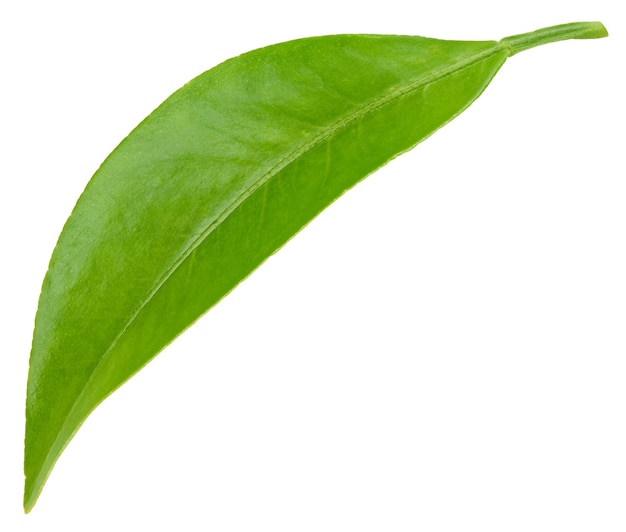 Citrus leaf isolated on white background.