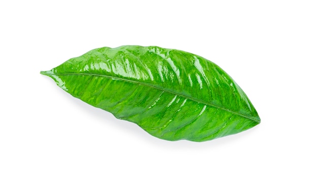 Citrus leaf isolated  .  