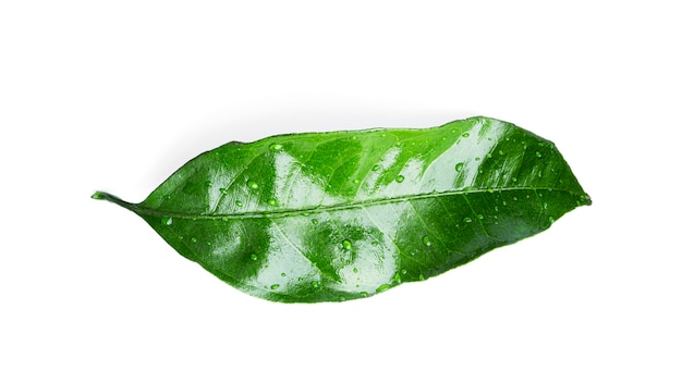 Citrus leaf with water drops isolated  .  