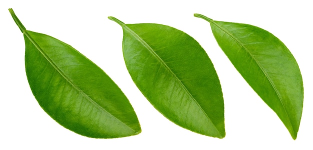 Citrus leaves Clipping Path