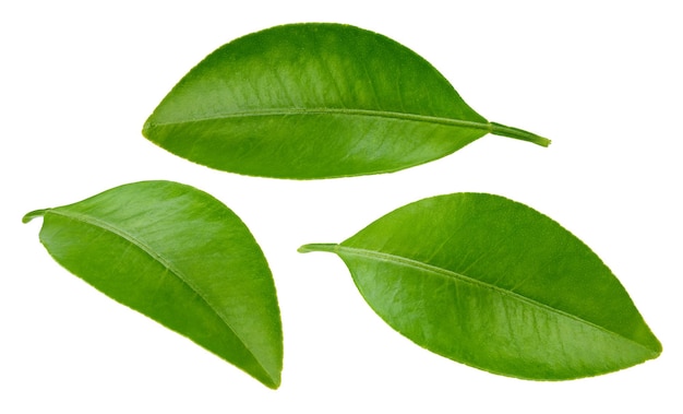 Цитрусовые листья обтравочного контура