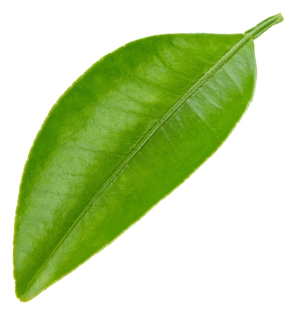 Citrus leaves isolated on white background.