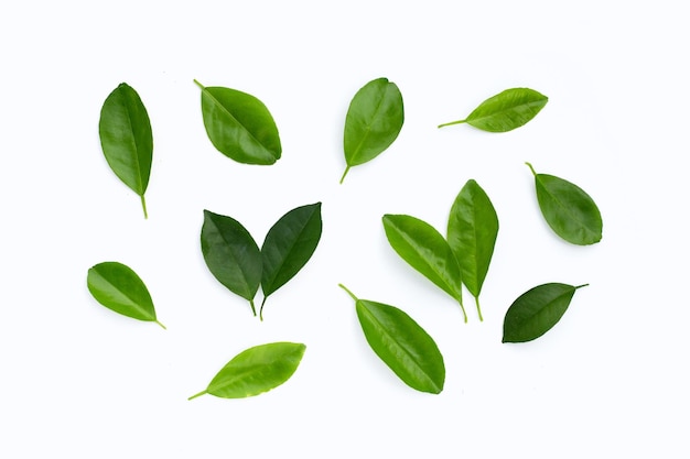 Citrus leaves on a white background Top view