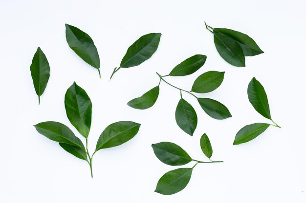 Цитрусовые листья на белом фоне