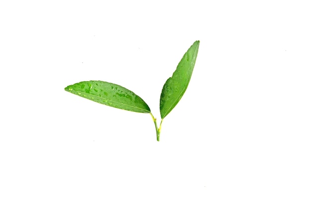사진 흰색 배경에 고립 된 방울과 감귤 류의 잎