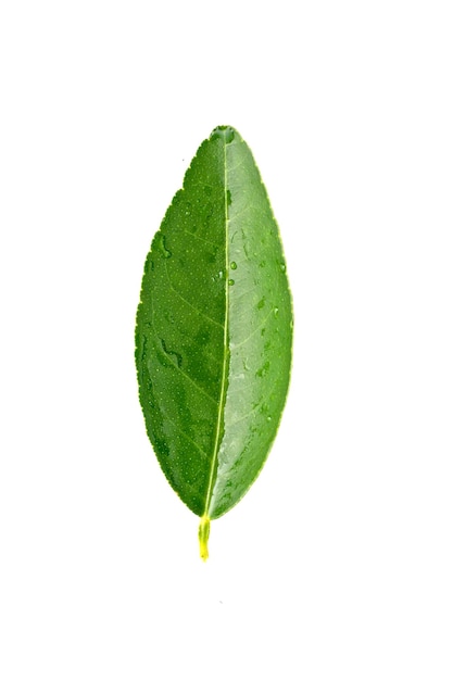 Citrus leaves with drops isolated on a white background