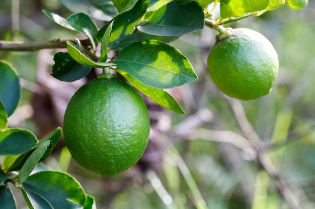 Citrus limoen fruit