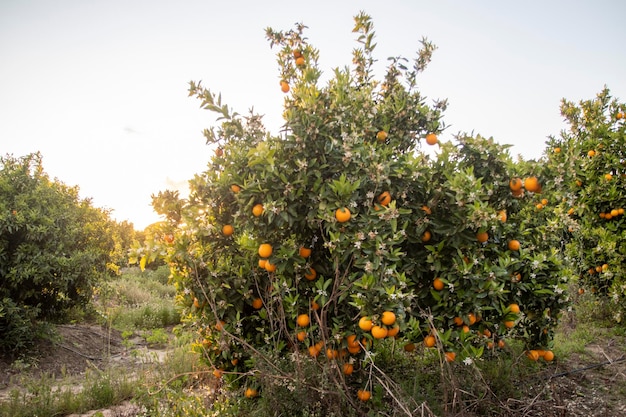 Citrus mandarijn en sinaasappelplantage boerderij Gelegen in de provincie Huelva Spanje