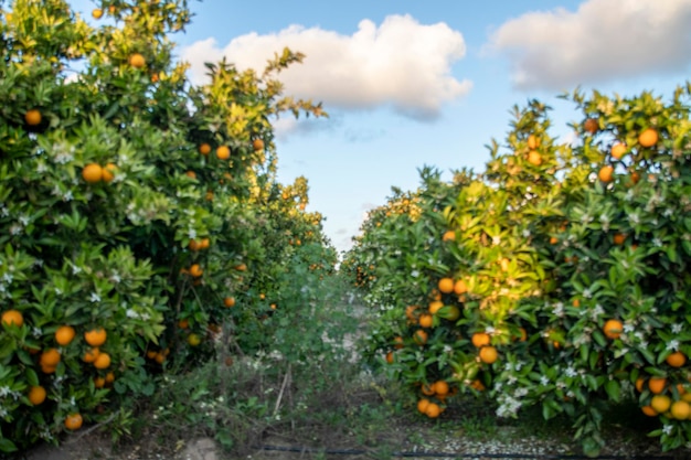 citrus mandarin and orange plantation farm located in the province of huelva spain